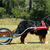 Dog Carting With the Mighty Bernese