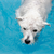 Could Your Dog Use Pool Therapy?