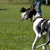 Is a Great Dane the Dog Breed for You?