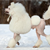 The Poodle: More Than Just a Pretty Dog