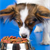 Does Your Dog Food Meet AAFCO Standards?