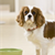 Understanding Your Dog’s Mealtime Behavior