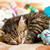 Determine Your Cat’s Toy Preferences