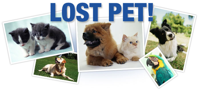 Lost Pets