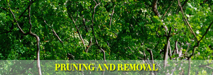Pruning and Removal